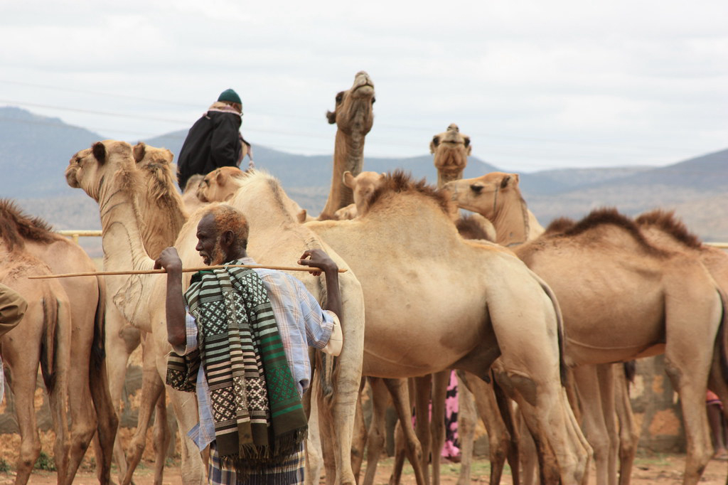 Somaliland Murderer Escapes Firing Squad, Pays Fine of 100 Camels | The African Exponent.