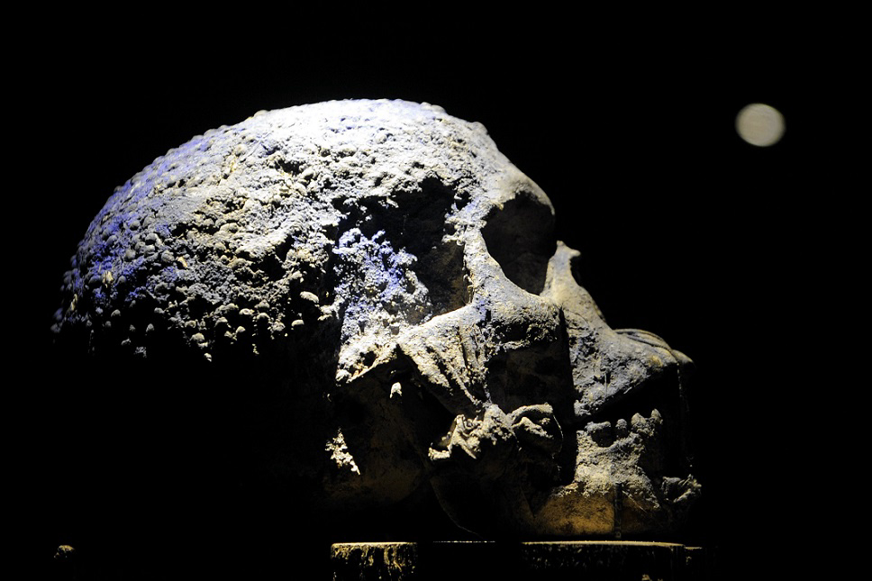 3 African Skulls from Colonial Era Pulled from Auction in Belgium | The African Exponent.