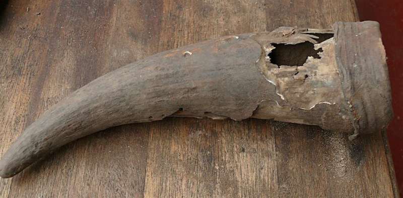 500-Year-Old Horn Discovered in South Africa Proves African Civilization Before Colonialism