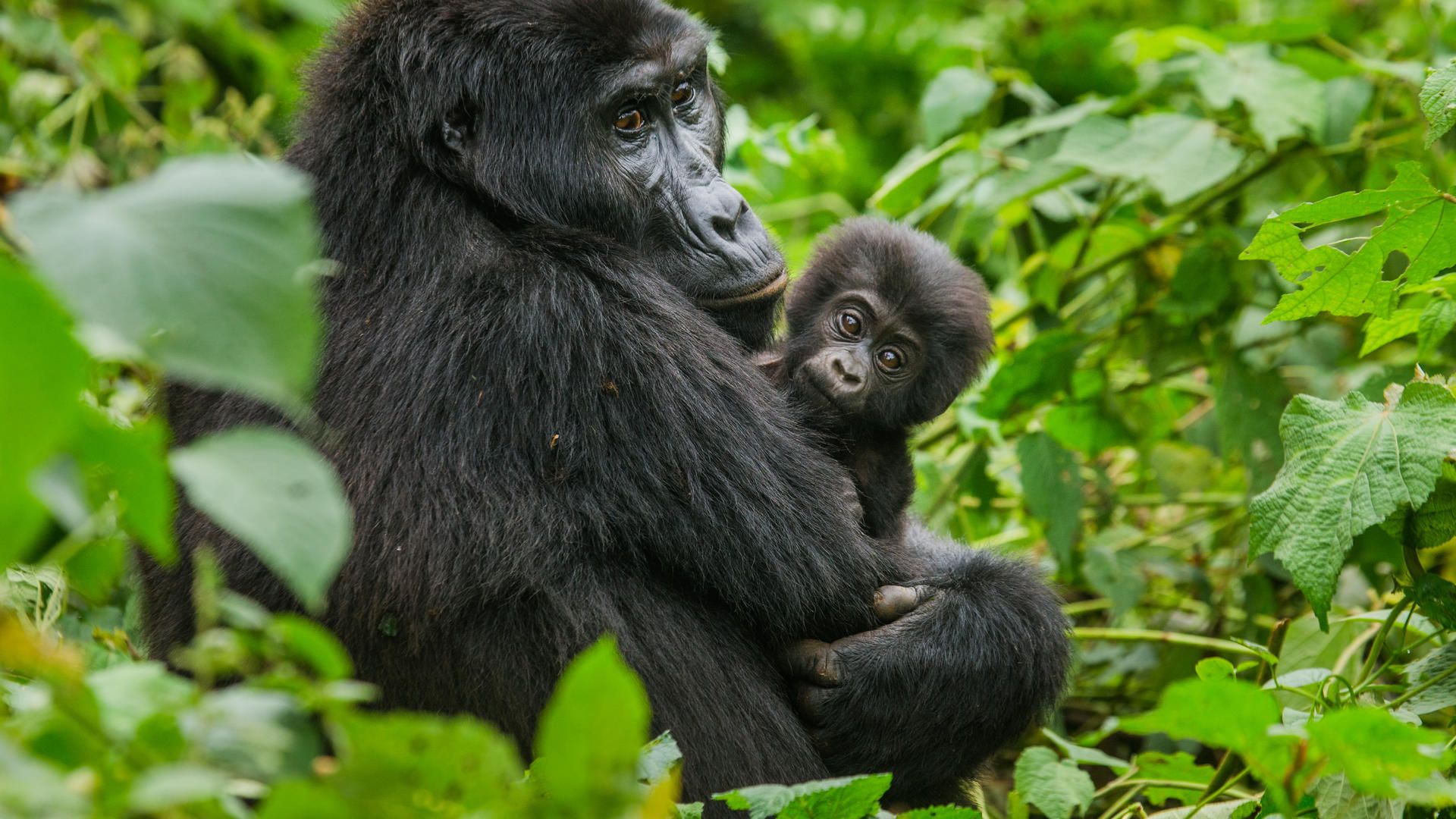 Into the Wild of Rwanda: Going on a Gorilla Trekking Adventure